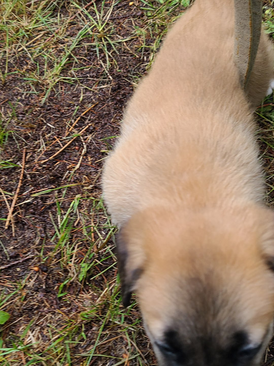 chinook dog